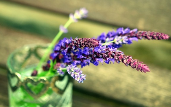 lavender, flower, flowering, spice, herb, wild flowers