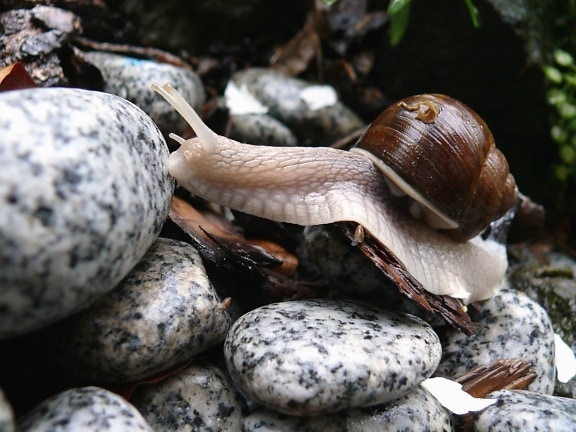 snail, stone, garden, nature, animal