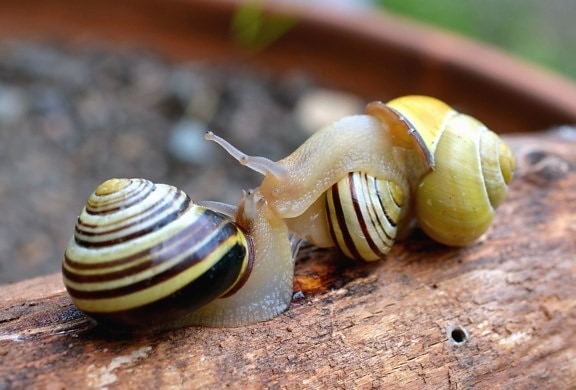snail, shell, invertebrate, wood, forest, animal