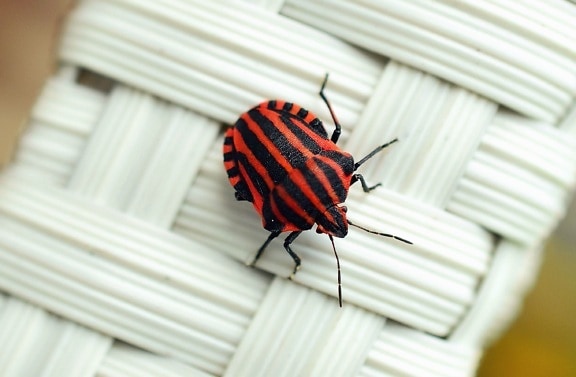 Beetle bug hyönteinen, eläinten
