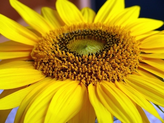 sunflower, flower, petal, pollen
