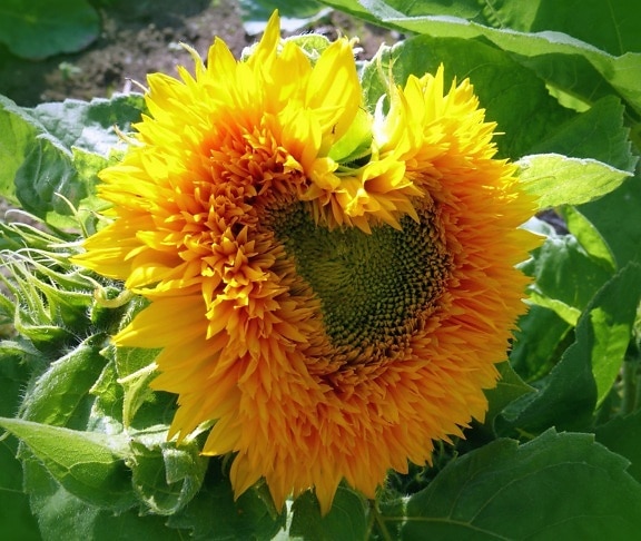 sunflower, flower petals, leaves, plant