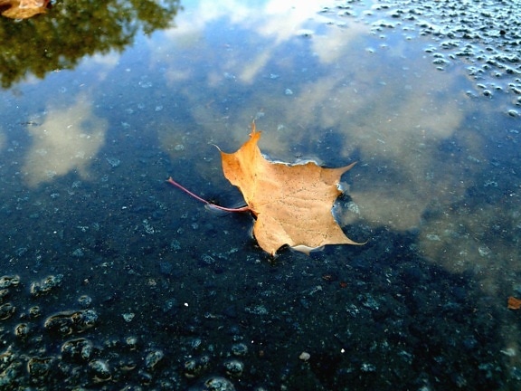 Carvalho, folha, seco, molhado, reflexo de água,