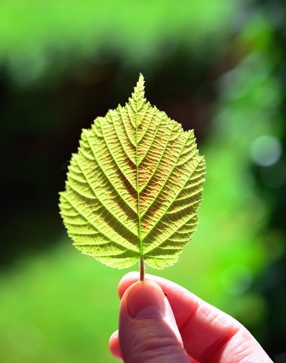 hand, leaf, nature, park, finger
