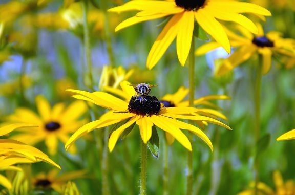Hoa hướng dương, ong, phấn hoa, mật ong, cánh hoa