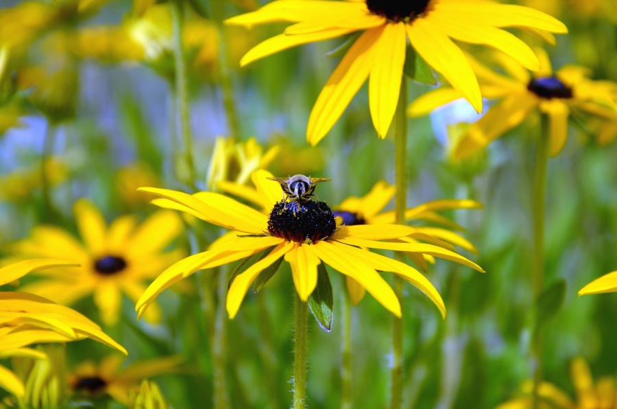 flower, sunflower, bee, pollen, honey, petal
