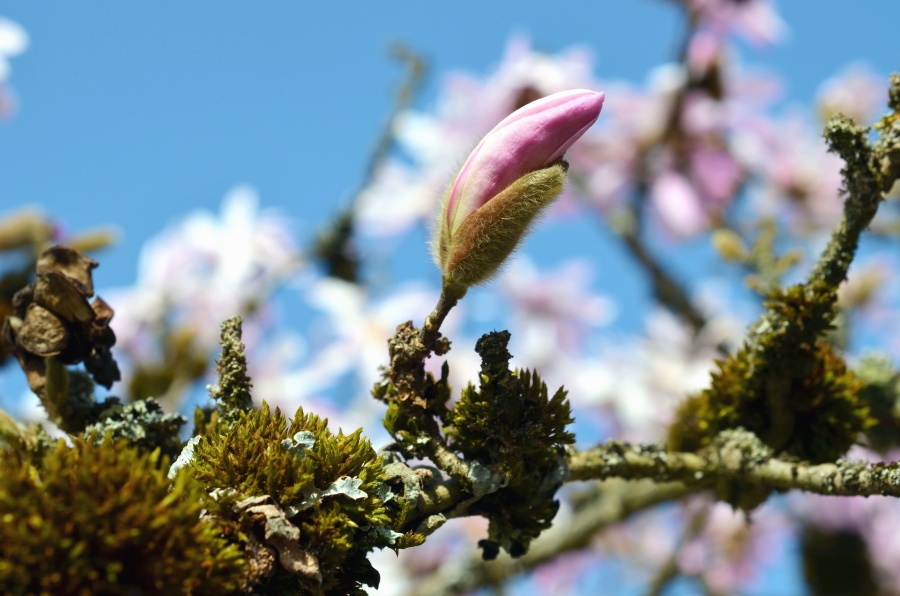 Magnolia, pétalo, cielo, ramas, árbol, florecimiento