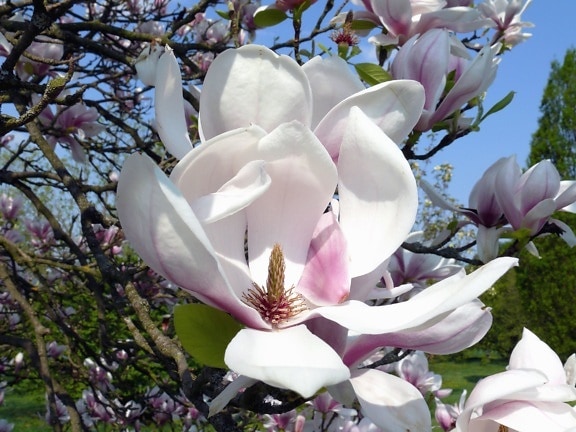 Magnolia, primăvară, copac, parc, flori, petale, pistil