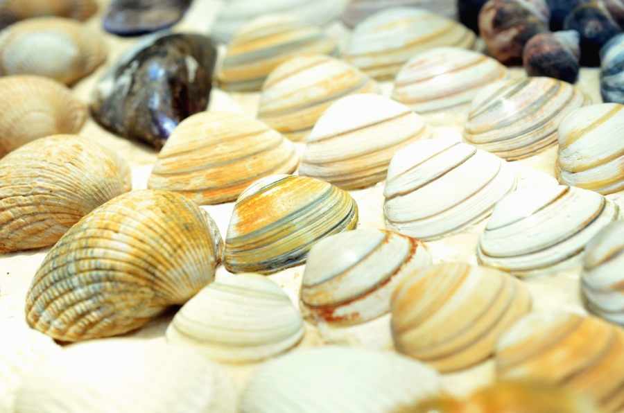 Meer, Wirbellose, Seashell, Sand, Farben, bunt, Textur