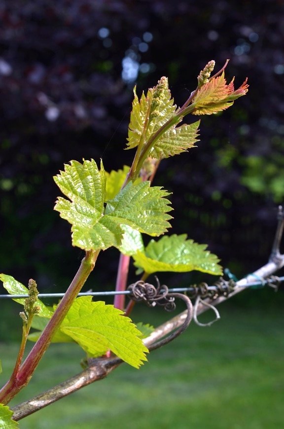 grapevine, leaves, fruit, spring wire, farm, branch