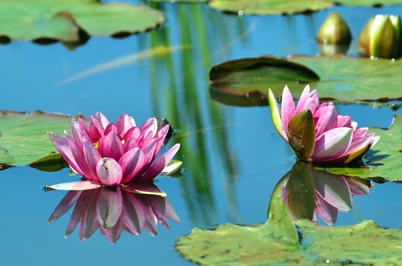 lotus, leaves, water lily, lake, flower