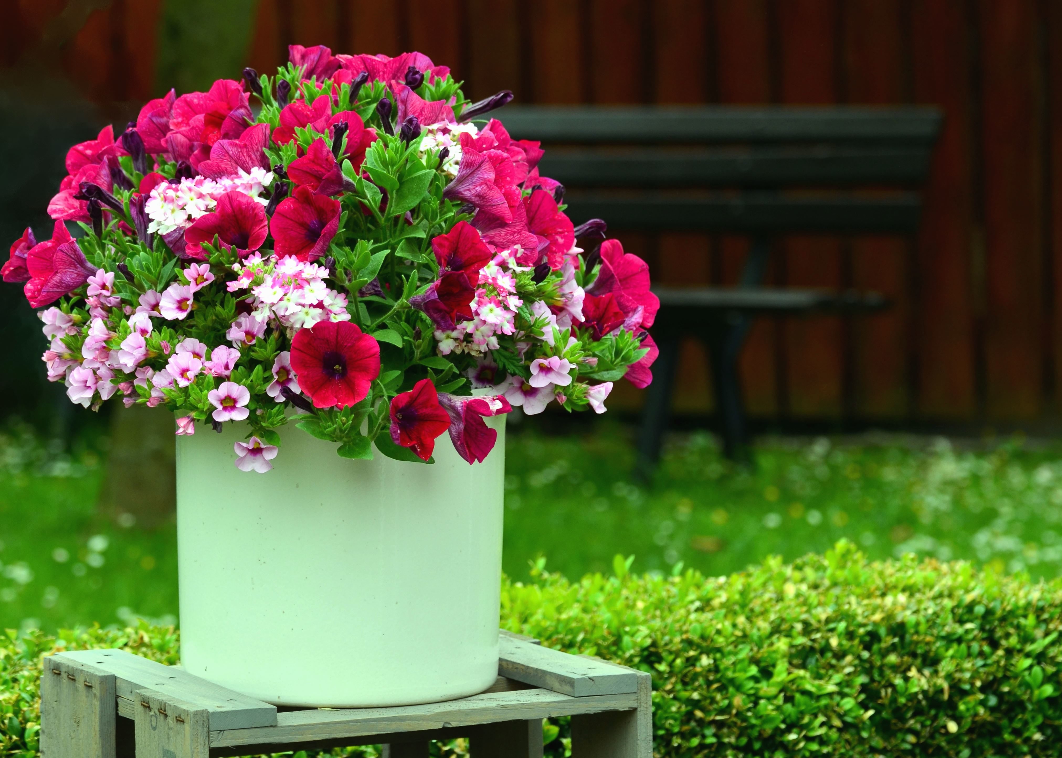 Free picture: bucket, flower, grass, bloom, bench, garden