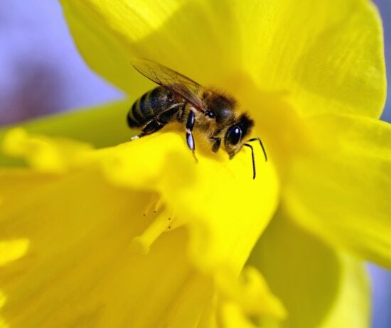 Abeille, miel, pétales, fleur, pollen