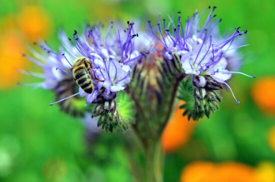 bee, flower, honey, pollen