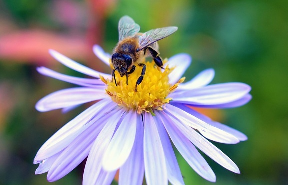 Bee, honning, pollen, blomst, kronblad, plante