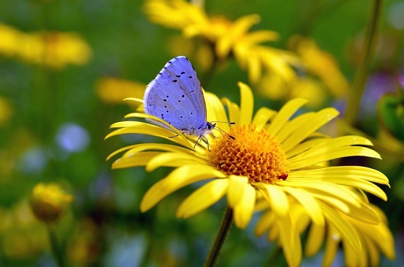 barvy, barevné, příroda, motýl, květina, rostlina