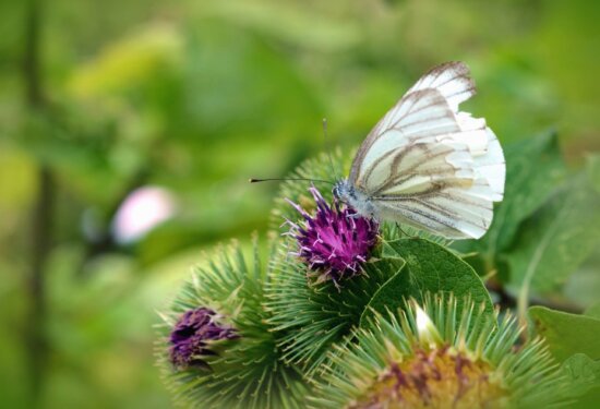 butterfly, flower, plant, color, colorful, nature