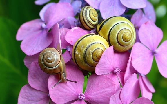 snail, flower, petal, nature, garden