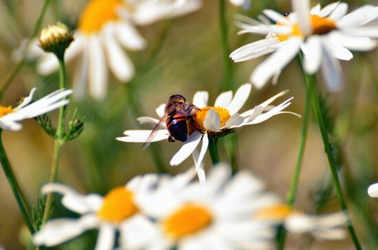 Marguerite, abeille, pollen, miel, pollinisation