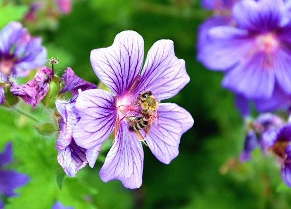 Bee, honning, blomst, insekt, sommer