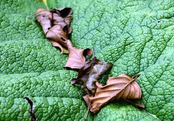 leaf, dry, green, nature, plant