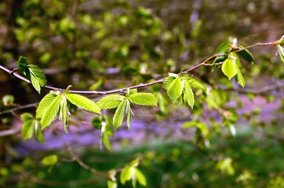 Foglia, albero, ramo, primavera, natura