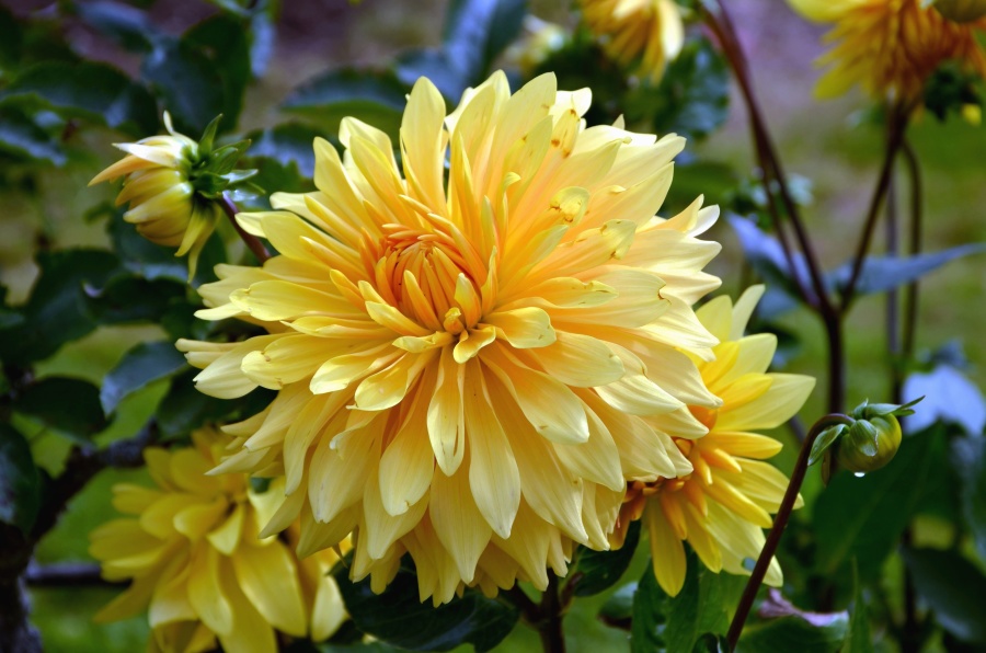 yellow flower, haulm, leaf, bud, garden, petals, bloom
