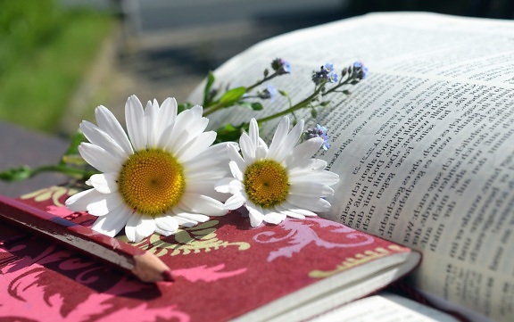 daisy, petal, flower, book, page, learning