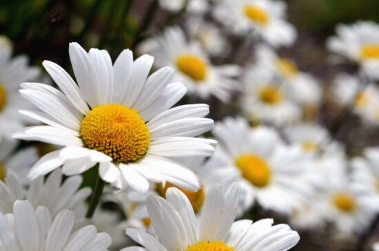 Free picture: daisy, nature, petals, flowers, grass, garden, vegetation ...
