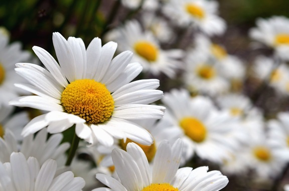 Daisy, bloei, bloemblaadjes, pollen, meeldraden