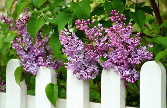 lilac, shrub, flower, flowering, fence
