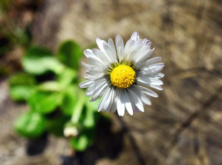 Daisy, bloei, bladeren, bloemblaadjes, pollen, meeldraad