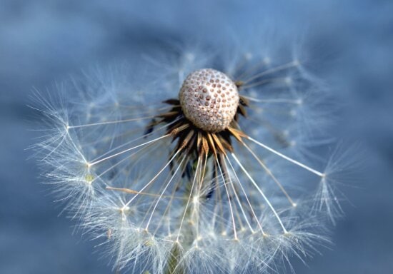 dandelion, seed, flower, macro
