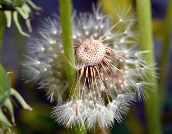 dandelion, flower, flowering, seed, nature