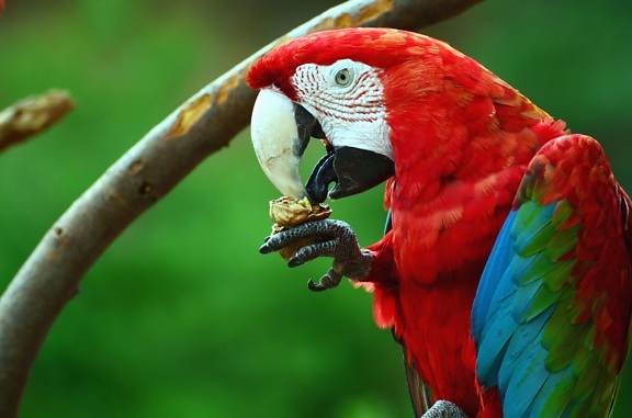 papuga Ara, dziób, jedzenie, kolory, kolorowe
