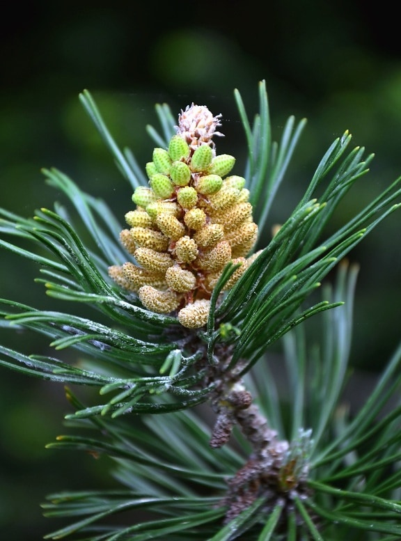 pinecone, fir, branch, wood, forests