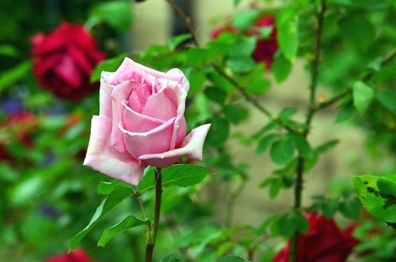 Rosa, flor, pétalo, jardín, hoja