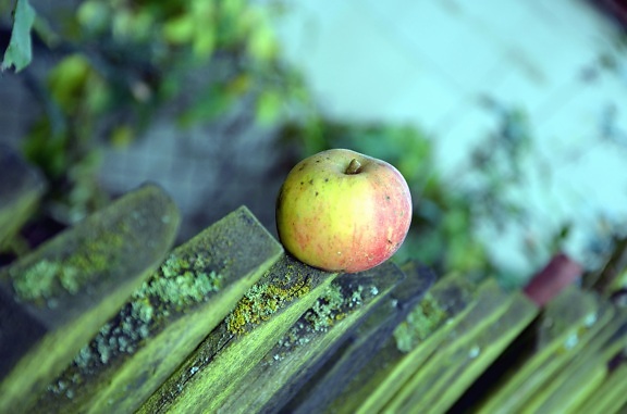 apple, fruit, fence, wood
