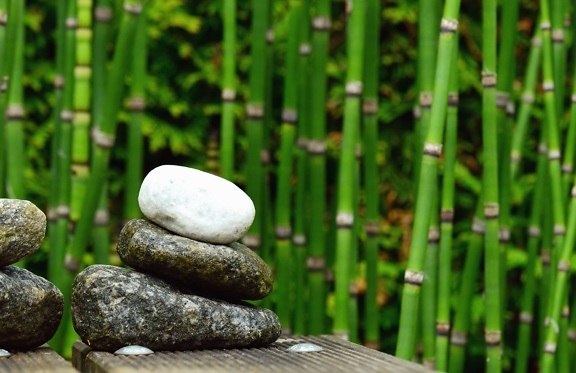 bamboo, stone, nature, plant