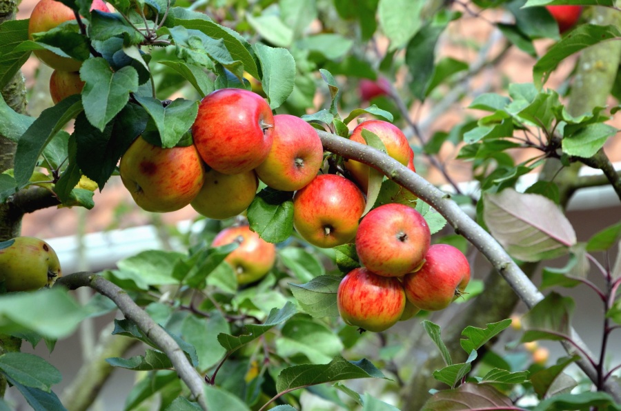 дърво, клон, плодове, ябълки, листа