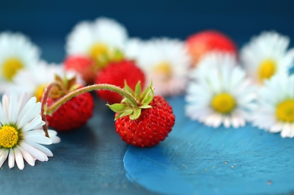 peduncle, raspberry, daisy, fruit, flower