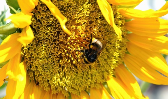 solros, blomma, bee, honung, pollinering, blommande, kronblad, fält