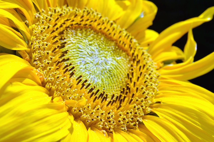sunflower, flower, flowering, petal, field