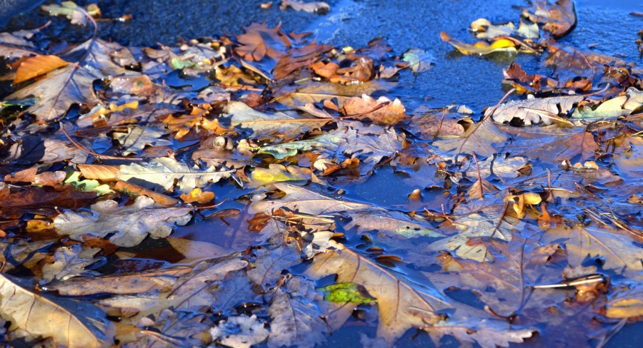 musim gugur daun, tanaman, air, basah