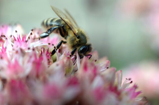 bee, insect, honey, pollen, flower
