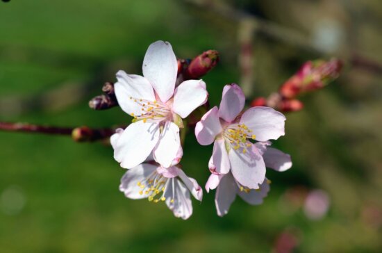 Cerise, fleur, arbre, branche, printemps