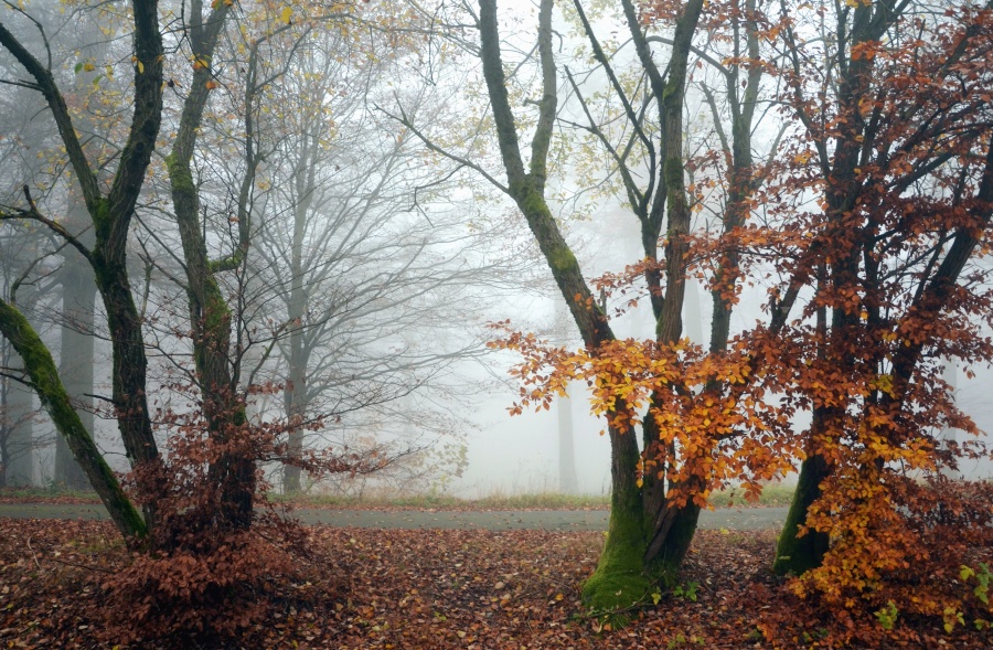 雾, 森林, 路, 树, 秋天