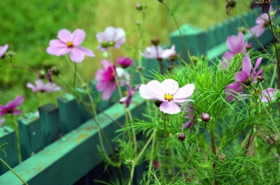 цвете, Градина, ограда, цъфтежа, венчелистче