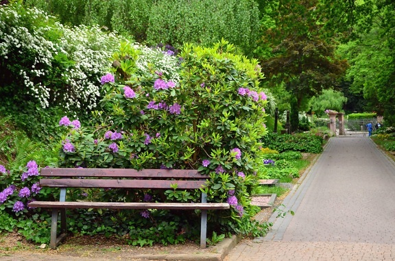 bench, lilac, shrub, tree, flower, park