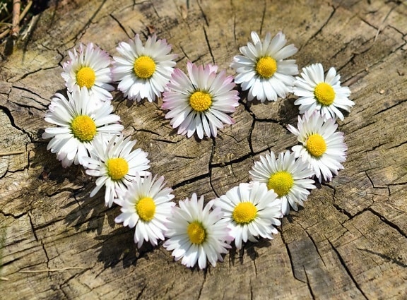 daisy, stump, tree, heart, flower, decoration
